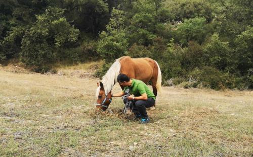 Horse contact