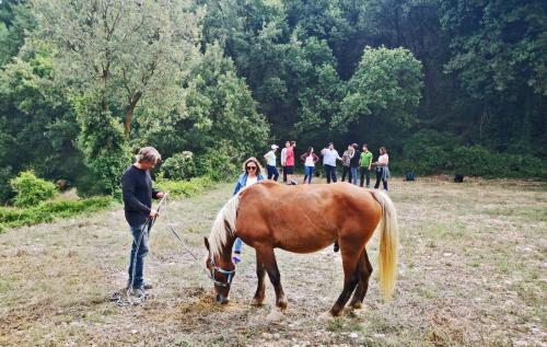 Horse knowing territory