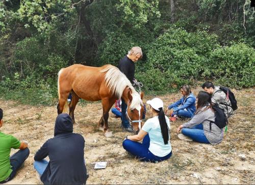 Horse knowing people