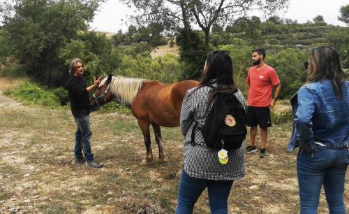 Explaining the horse habits